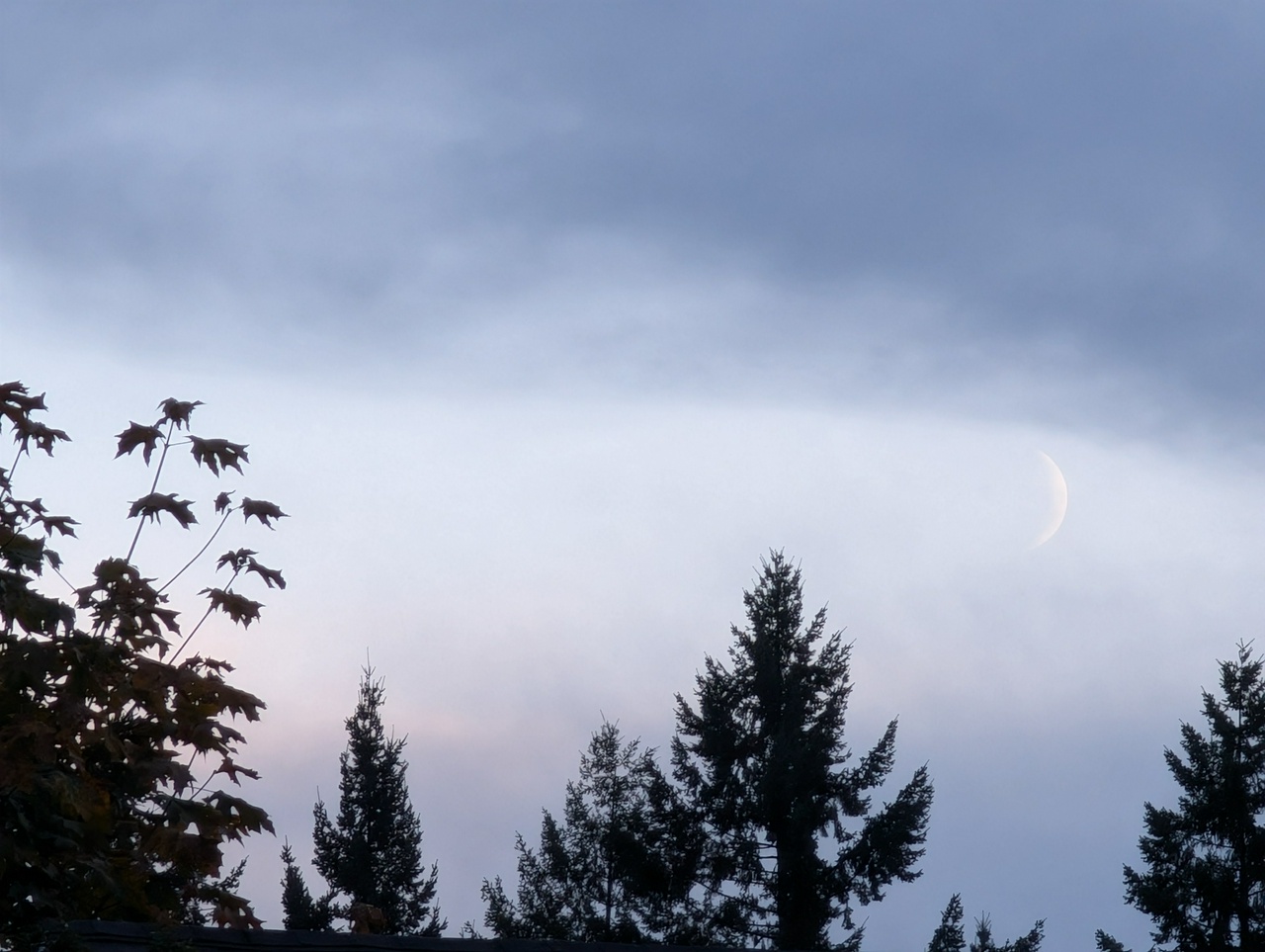 photo of a pale blue-grey sky with faint streaks of pink hinting at the shapes of clouds. the tops of cedars poke along the bottom of the image and a maple silhouette peeks in from the left of the frame. in the top right of the sky shines a tiny silver crescent moon