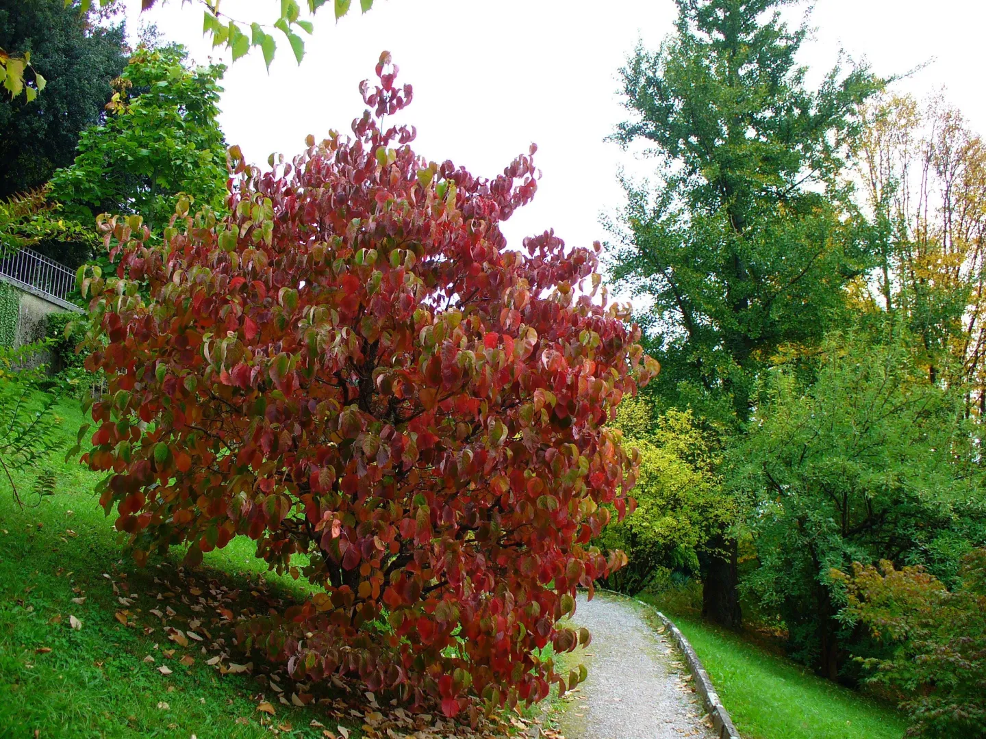 Jardin Botanique