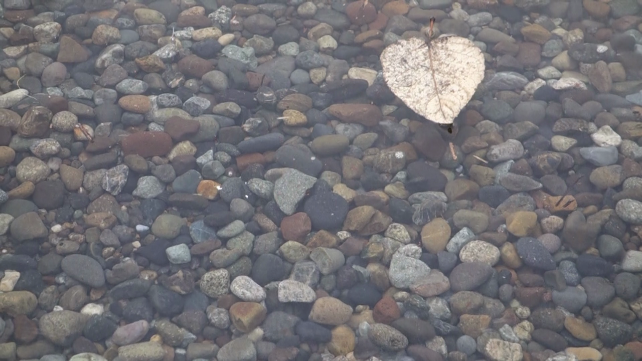 video still of a leaf floating on the ocean