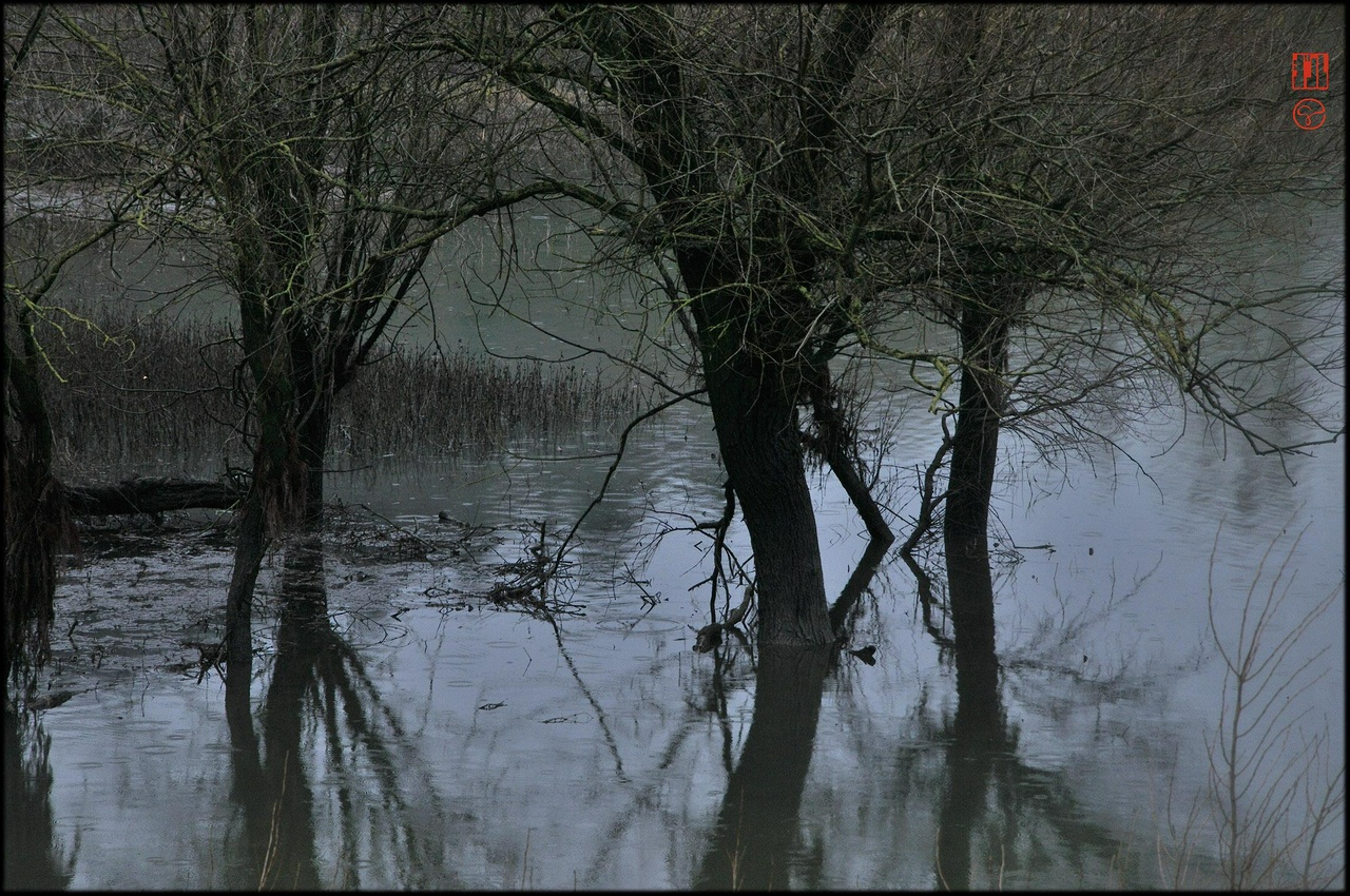 Sous une lumière atténuée par un ciel pluvieux, des arbres aux troncs noirs, aux légères branches plus claires, se reflètent les pieds dans l'eau au plan moyen et au fond. Toute l'image représente un endroit inondé d'où émerge des touffes d'herbes hautes, eau gris vert terne où se reflète un ciel gris de plomb. On aperçoit les ronds provoqués par la pluie sur la surface calme.