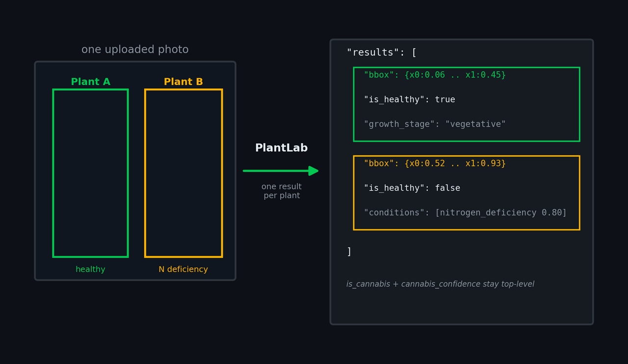 One uploaded photo of two cannabis plants going into PlantLab and coming out as a results array with one diagnosis object and bounding box per plant