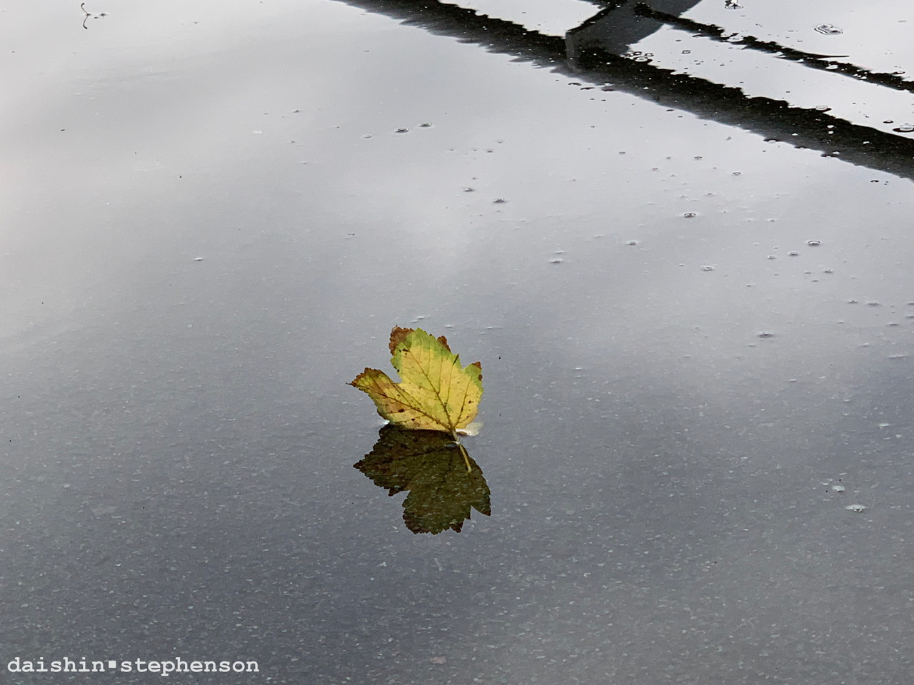 leaf standing up in puddle with its own mirrored reflection