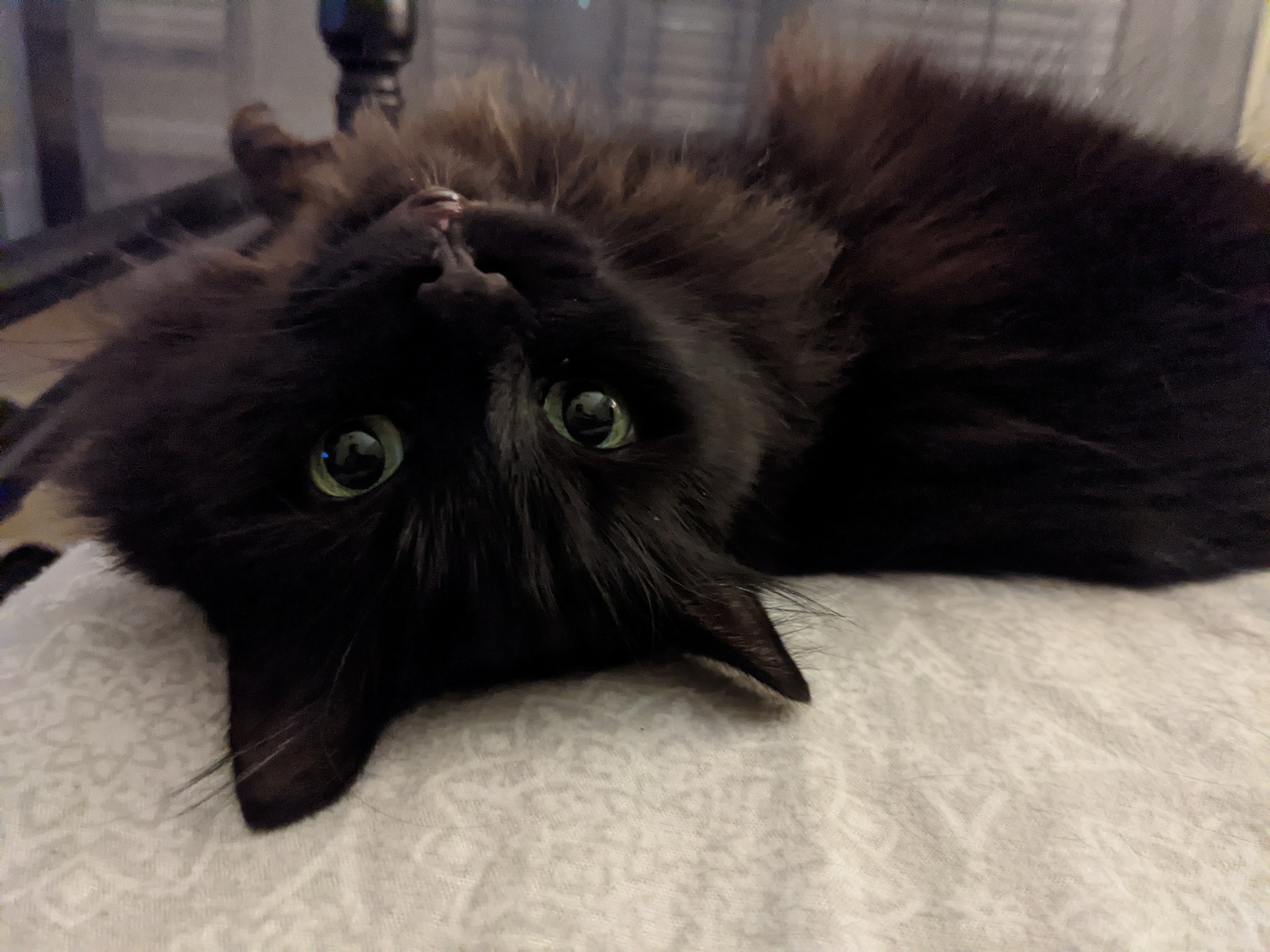 Taggy looking at the camera while lying on her back on a bed. Her head is upside down as she looks into the camera.