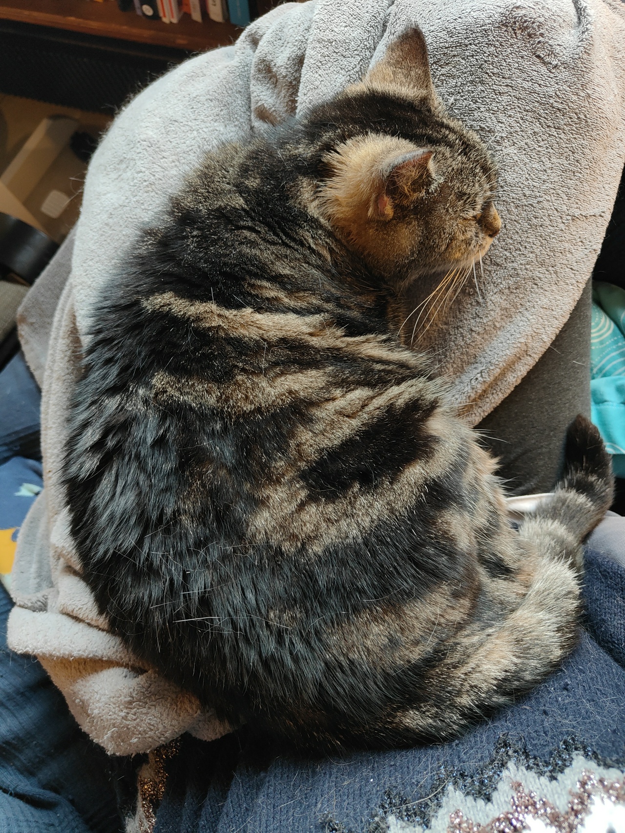 chatte marbrée endormie en croissant sur mes genoux