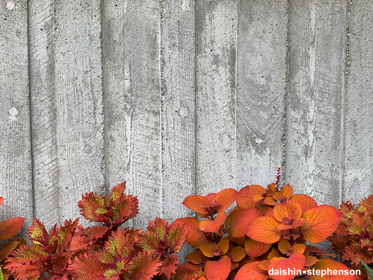 cement wall, reddish-orange coleus with splashes of chartreuse green on some leaves cement planter wall, reddish orange coleus