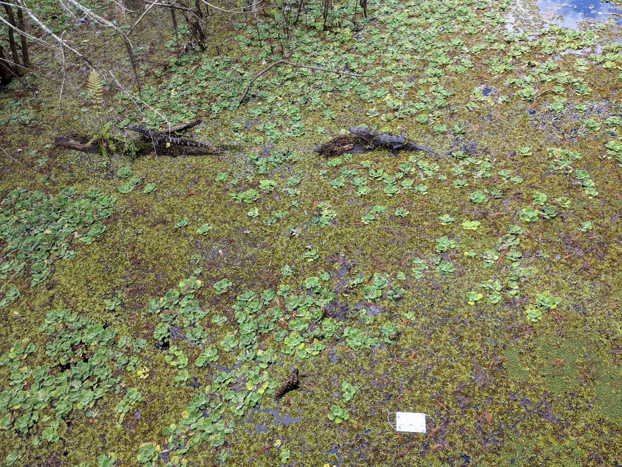 Baby gators basking in the sun