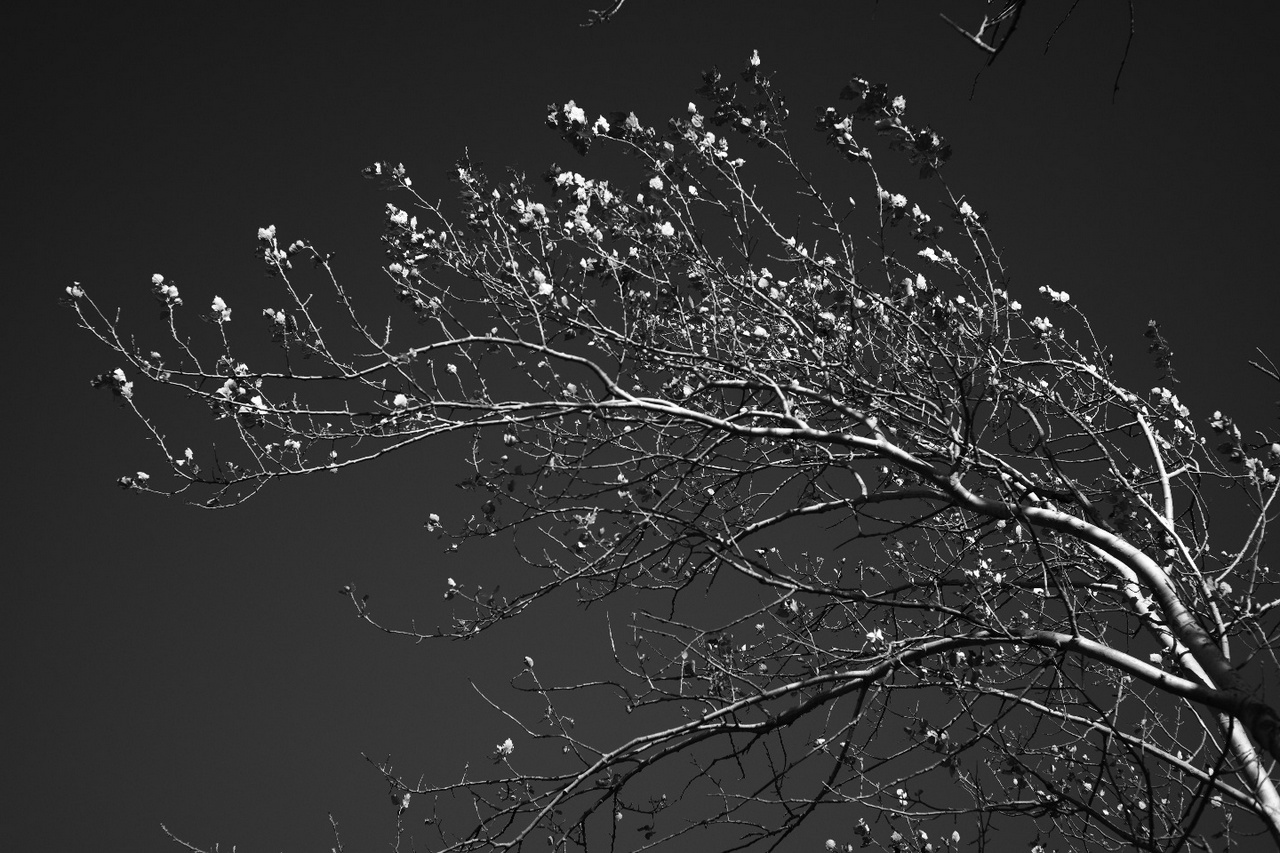 Monochrome photo of barren tree branches set against a darkened sky