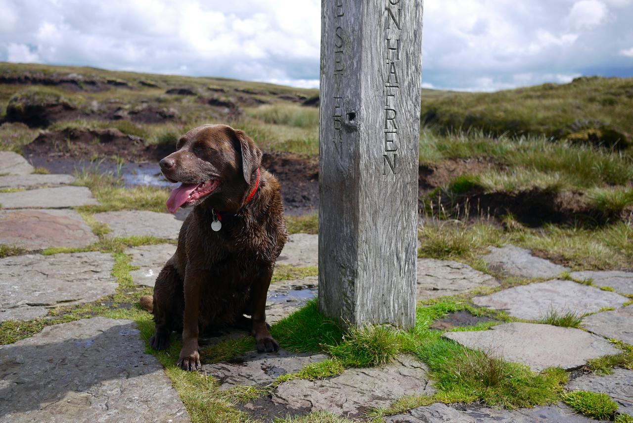 A chocolate Labrador sits, tongue hanging out, by a wooden signpost marking the source of the River Severn.