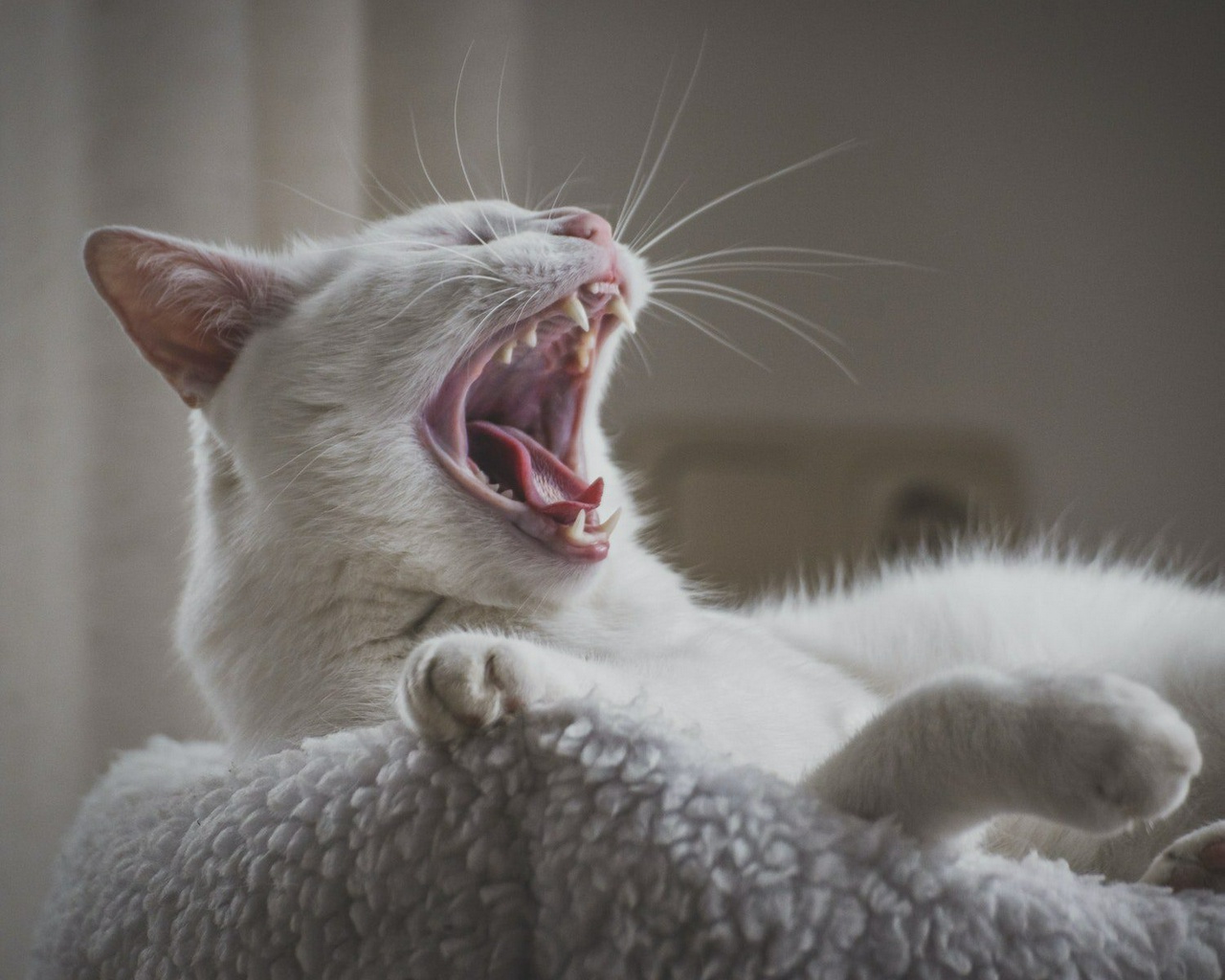 Close-Up Photo Of Yawning Cat Photo by Anna Tóth